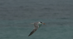 Thalasseus bengalensis