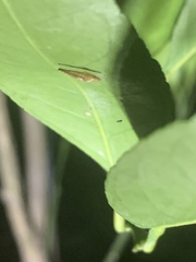 Phyllocnistis citrella