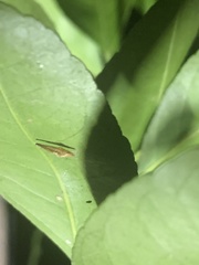 Phyllocnistis citrella