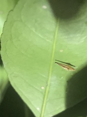 Phyllocnistis citrella