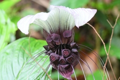 Tacca
