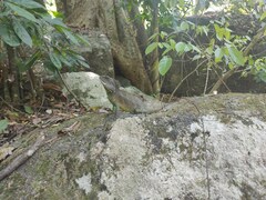 Physignathus cocincinus