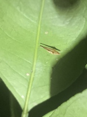 Phyllocnistis citrella