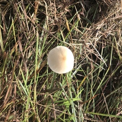 Conocybe apala albipes