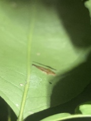 Phyllocnistis citrella