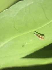 Phyllocnistis citrella