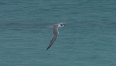 Thalasseus bengalensis