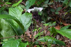 Tacca