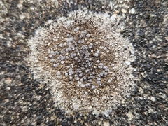 Pyrenodesmia variabilis