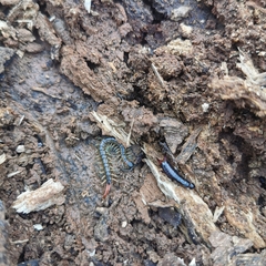 Scolopendra mutilans