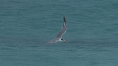 Thalasseus bengalensis