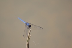 Trithemis dorsalis