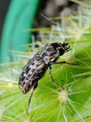 Mitophyllus