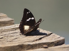 Charaxes xiphares