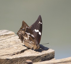 Charaxes xiphares