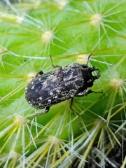 Mitophyllus
