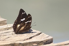 Charaxes xiphares