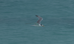 Thalasseus bengalensis