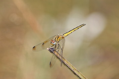Trithemis dorsalis