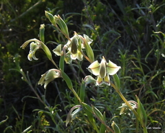 Gladiolus orchidiflorus