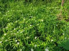Anemonastrum dichotomum