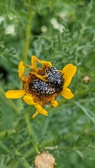 Oxythyrea noemi