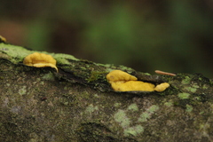 Trichoderma sulphureum