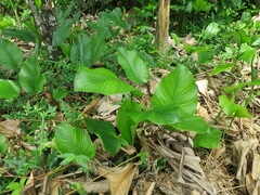 Thaumatococcus daniellii