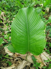 Thaumatococcus daniellii