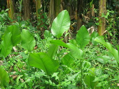 Thaumatococcus daniellii