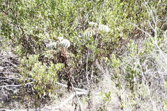 Melianthus