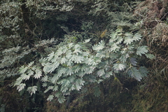 Fatsia polycarpa