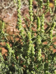 Seriphium cinereum