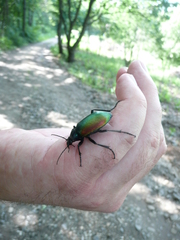 Calosoma sycophanta