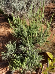 Seriphium cinereum