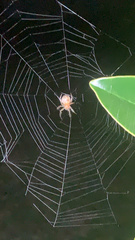 Eriophora ravilla
