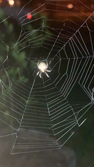 Eriophora ravilla