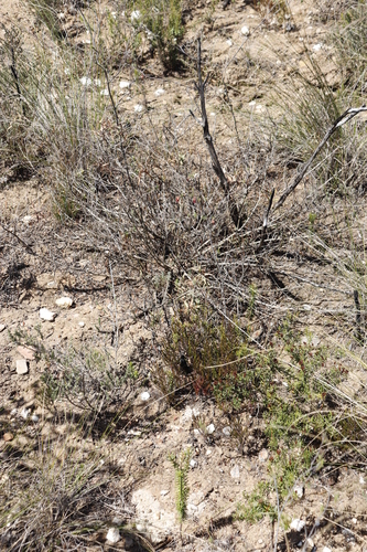 Image of Hermannia flammula by (c) Tony Rebelo, some rights reserved (CC BY-SA)