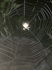 Eriophora ravilla