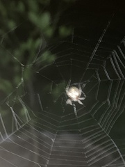 Eriophora ravilla