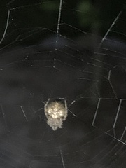 Eriophora ravilla