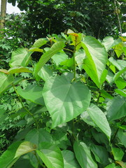 Ficus mucuso