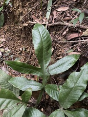 Tectaria harlandii
