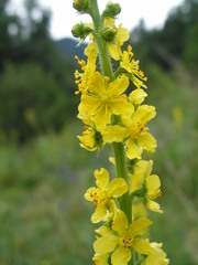 Agrimonia asiatica