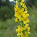Agrimonia asiatica - Photo (c) mylabris,  זכויות יוצרים חלקיות (CC BY-NC)