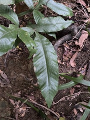 Tectaria harlandii