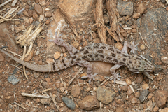 Hemidactylus
