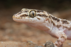 Hemidactylus