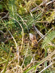Apis mellifera