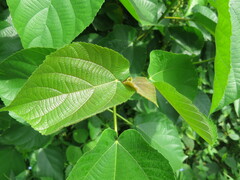 Ficus mucuso